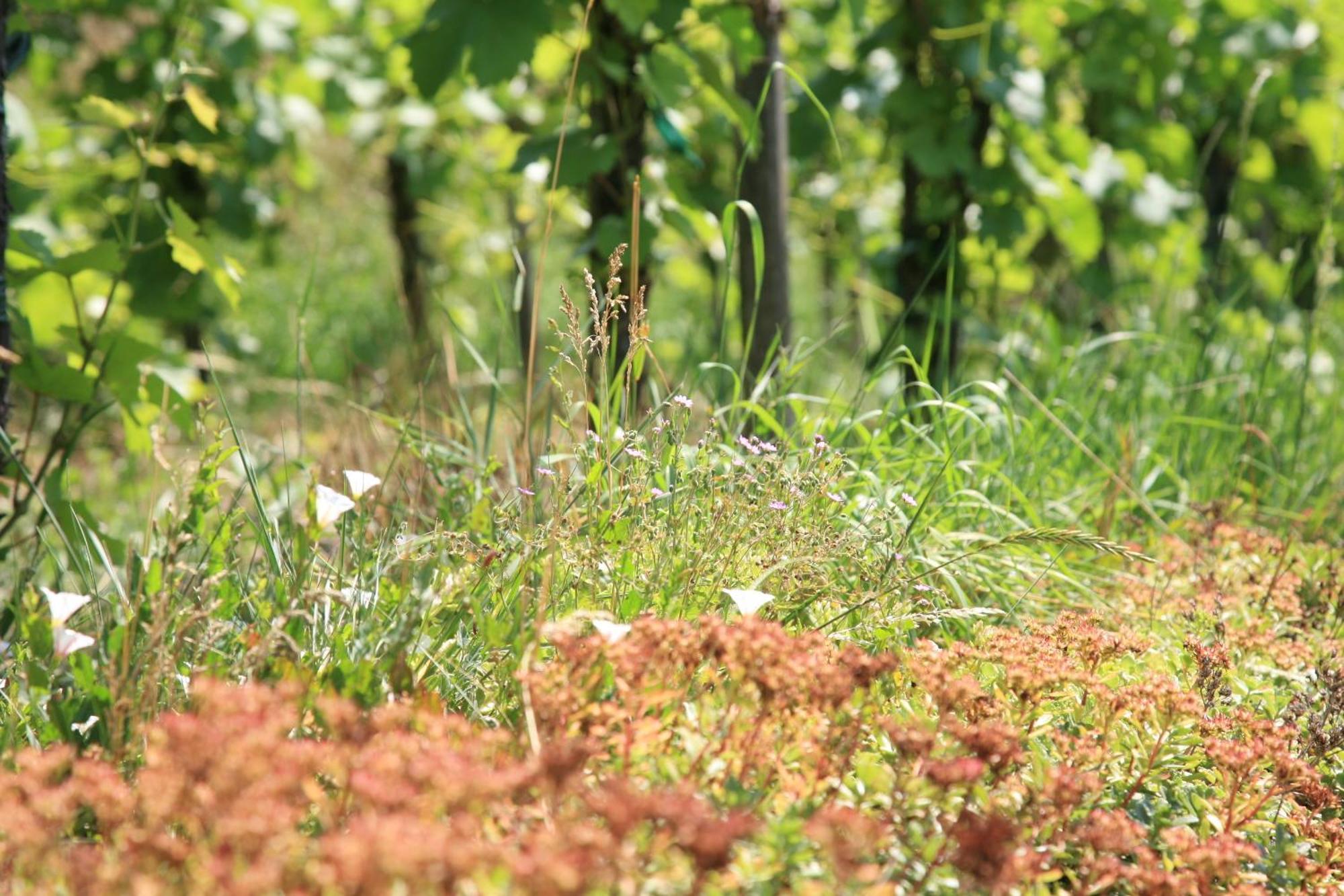 Glocke Weingut Und Hotel Rothenburg ob der Tauber Exterior foto